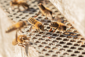 honey bees fanning at entrance to hive