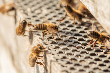 honey bees returning from foraging