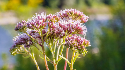 Flower in summer