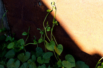 Rustic background of a rusty iron and a bindweed