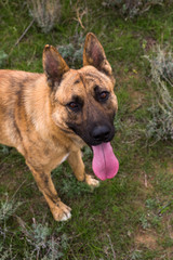 Fototapeta premium Red dog in the steppe or field, autumn