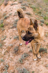 Red dog in the steppe or field, autumn