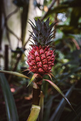 Kleine Ananas