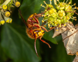 european hornet feeding on ivy plant in autumn