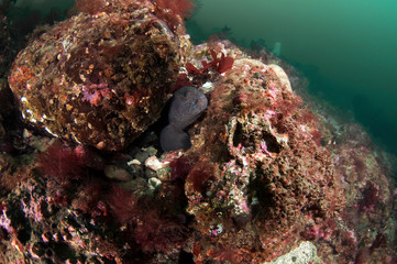 Wolf Eel
