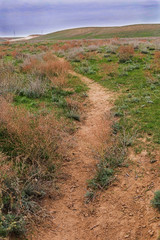 Steppe in autumn, daylight, sand and dry grass