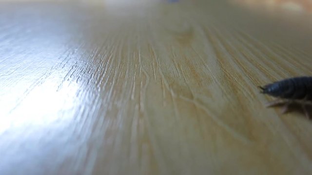 armadillo bug walking on wooden table