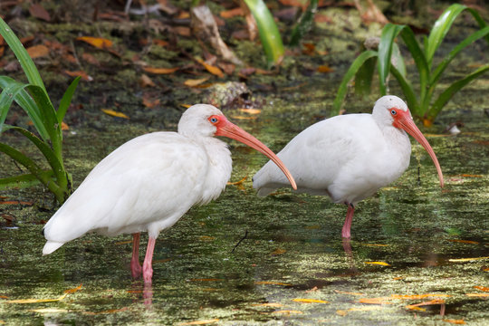 Pair of White Ibis in a Florida Swamp