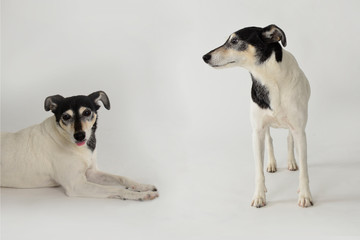 Zwei kleine Terrier im Studio vor weißem Hintergrund einer macht Platz der andere steht und dreht den Kopf zum sitzenden