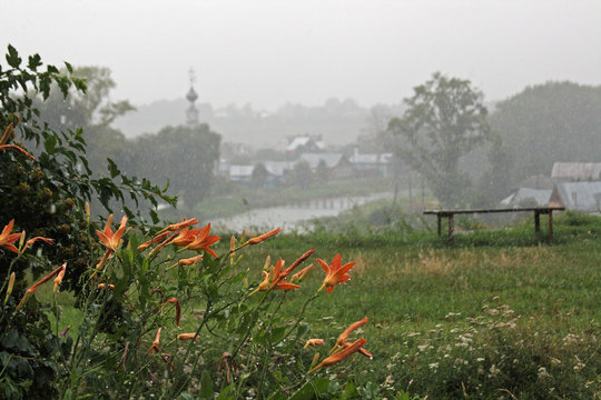 Fototapeta Orange lilies in the rain on the background of a bench and the village in Suzdal