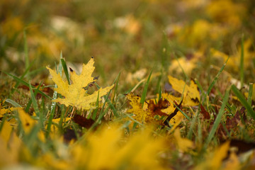 a fallen maple leaf with bokeh background