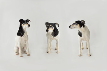 Drei Kleiner Terrier steht im Studio vor weißem Hintergrund der in der Mitte schaut nach vorn mit hochgestellten Ohren die rechts und links schauen sich an