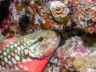 toplight parrotfish,.Sparisoma viride ,parrotfish
