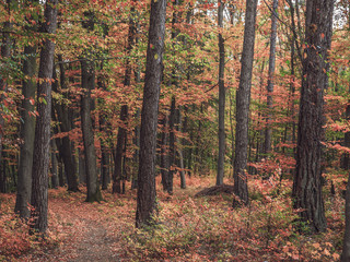 Obraz premium Autumn in Bavaria, golden fall colors in the morning. Orange Leaves in the countryside