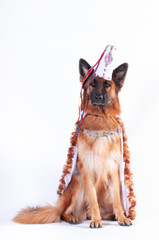German shepherd portrait in carnaval cloth on white background