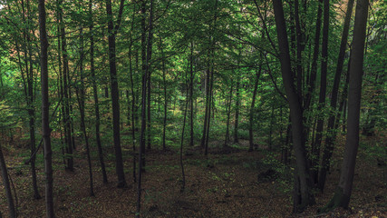 Fototapeta premium Autumn in Bavaria, golden fall colors in the morning. Orange Leaves in the countryside