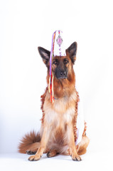 German shepherd portrait in carnaval cloth on white background