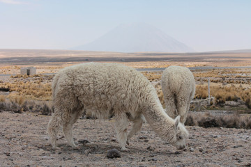Grasende Alpakas vor Vulkan im Altiplano