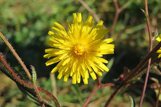 Fototapeta Beautiful yellow hieracium pilosella flower in the meadow, closeup