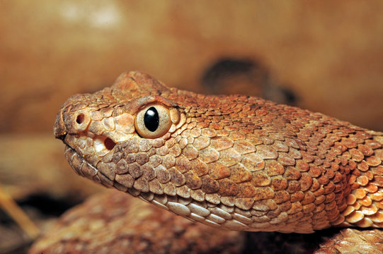 Gefleckte Klapperschlange (Crotalus mitchellii stephensi) - speckled rattlesnake 