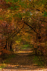 Jesienny park © Bea
