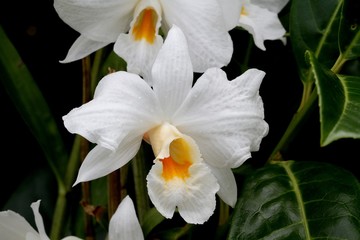dendrobium orchid - obrazy, fototapety, plakaty