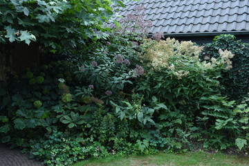 border van een stadstuin met leverkruid, persicaria, varens en hortensia annabel