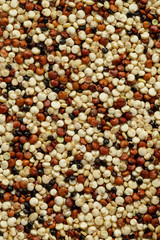 Closeup of tri-color organic quinoa.