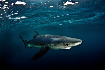 Blue Shark