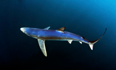 Blue Shark