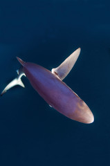 Fototapeta na wymiar Blue Shark