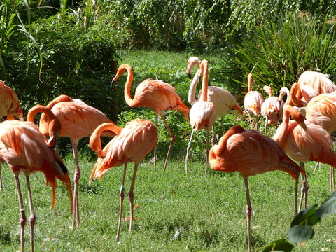 Flamants roses