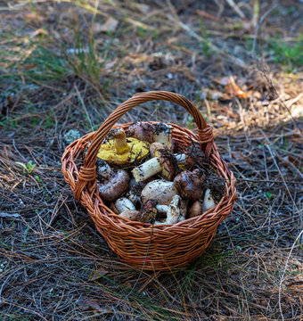 edible wild mushrooms in a brown wicker basket