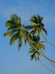 Coconut palms in the sky