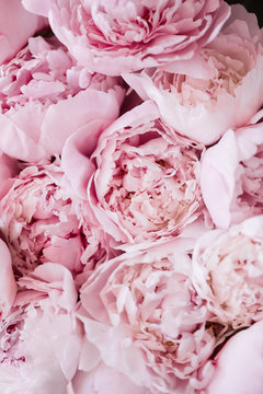 Fototapeta Beautiful aromatic fresh blossoming tender pink peonies texture, close up view