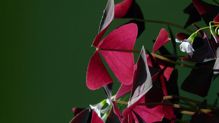 Sorrel (Oxalis) plant with dark red leaves and blue little flowers