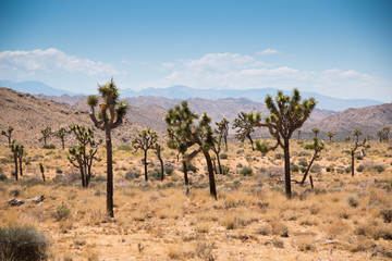 Joshua Tree National Park with its typical trees and rock formations near Palm Springs in the California desert in the USA
