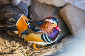 Closeup male mandarin duck (Aix galericulata)