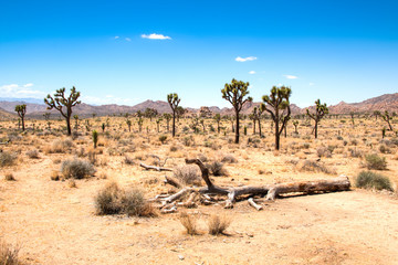 Joshua Tree National Park with its typical trees and rock formations near Palm Springs in the California desert in the USA
