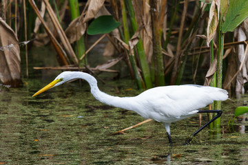 Great Egret Hunting in a Florida Swamp Pond