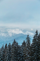 Snowy mountains and forest, beautiful mountain view