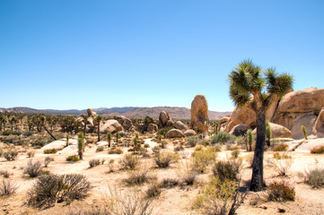 Joshua Tree National Park with its typical trees and rock formations near Palm Springs in the California desert in the USA
