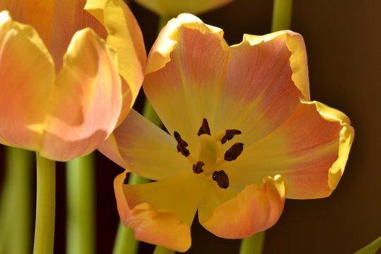 bloem van een bloeiende oranje tulp met stamper en meeldraden in de stadstuin