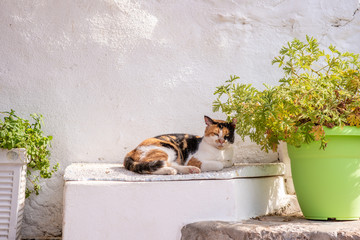 A beautiful wild, stray cat sleeps on a ledge next to a white wall, on the enchanting Greek Island of Hydra.