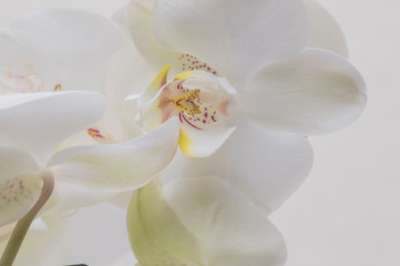 flower, white, orchid, nature, spring, blossom, plant, bloom, isolated, petal, branch, beauty, flowers, green, beautiful, tree, pink, apple, flora, floral, blooming, phalaenopsis, garden, tropical, bo