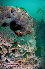 Spiny Lobster 