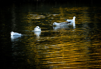 Seagulls in the Water