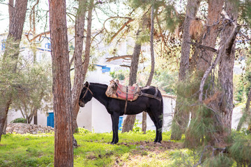 A beautiful mule standing in the woods on the enchanting Greek island of Hydra, where no cars are...