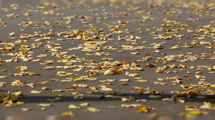 Autumn leaves lying on the asphalt road