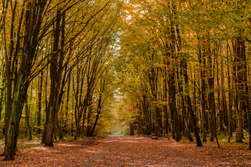 Jesienny park © Bea